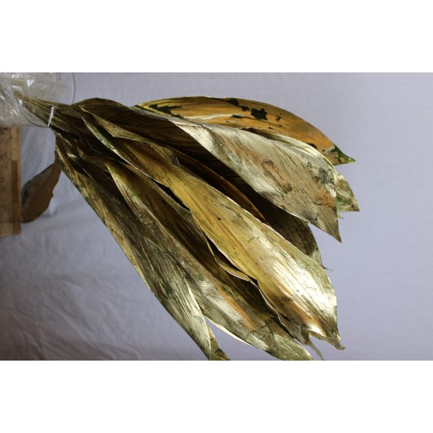 Aspidistra Gold 20 stk. 