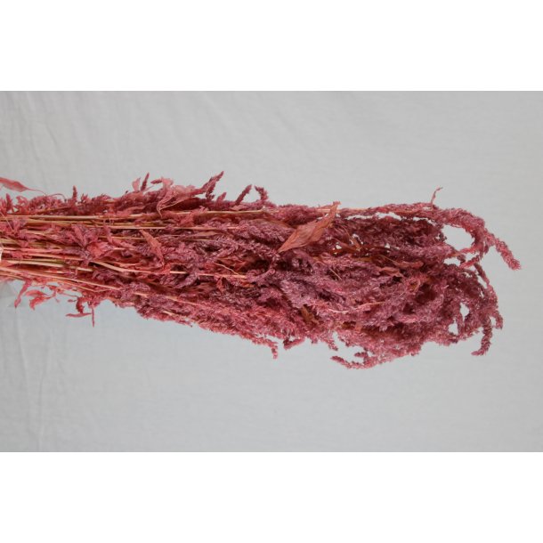 Amaranthus Altrosa
