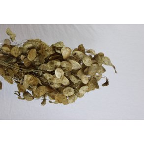 Lunaria Schlamm 150 gr