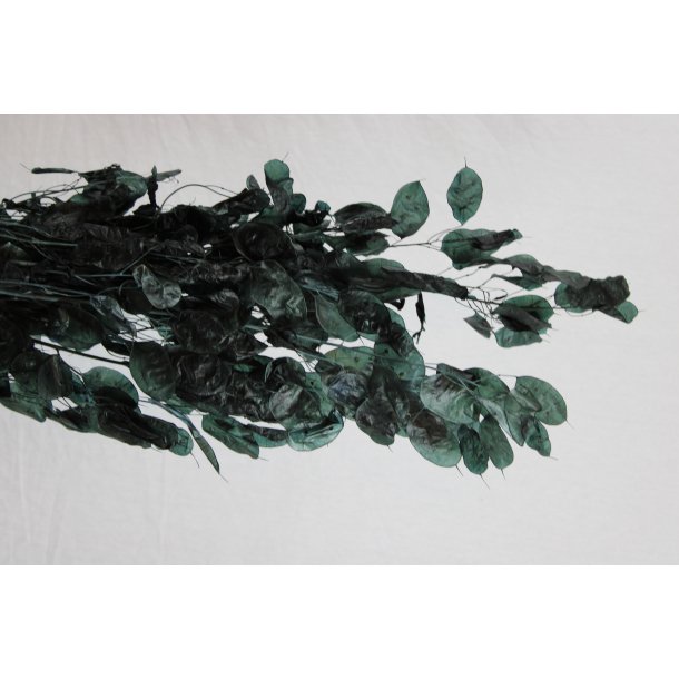 Lunaria moss grau 150 gr