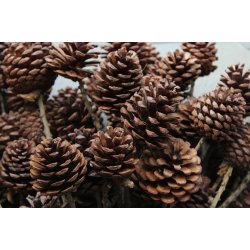 Pine cone on twig 100 stk.