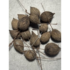 Mini mintolla p trd natur 100 stk