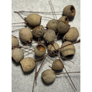 Dew cup p trd 100 stk. 