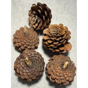 Pine cone flower 25 stk natur