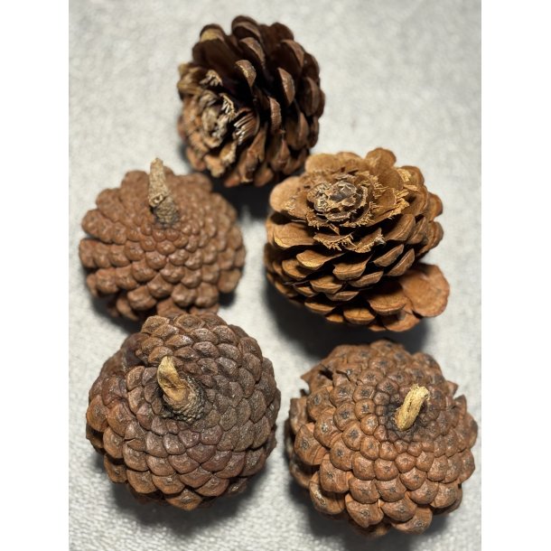Pine cone flower 25 stk natur