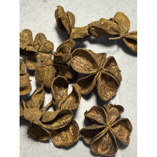 land lotus 50 stk. guld