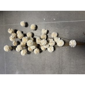 Ting shola kadam D 4 cm L 70 cm