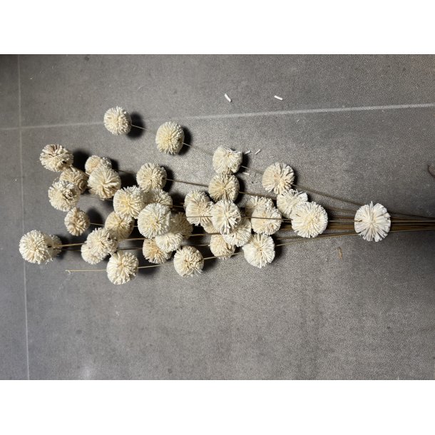 Ting shola kadam D 4 cm L 70 cm