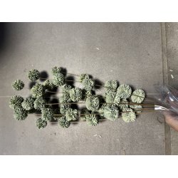 Ting shola kadam D 4 cm L 70 cm