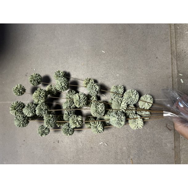 Ting shola kadam D 4 cm L 70 cm