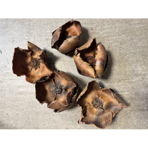 Palm cup natur 30 stk