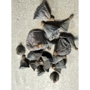 Lotus mini 200 stk. natur