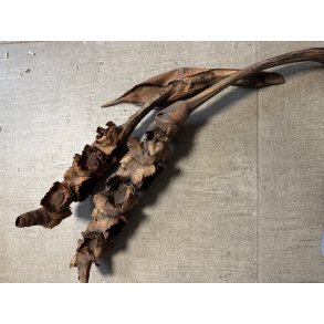 palm female natur 10 stk