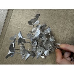 Mini Eucalyptus Platin 