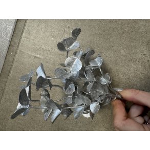 Mini Eucalyptus Platin 