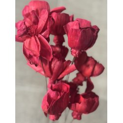 Shola Nayan flower 12 stk rd