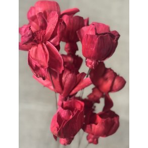 Shola Nayan flower 12 stk rd