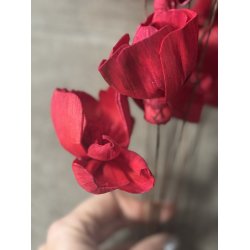 Shola Nayan flower 12 stk rd