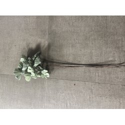 Shola Nayan flower 12 stk GRN