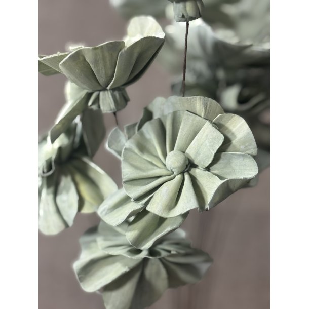 Shola Nayan flower 12 stk GRN