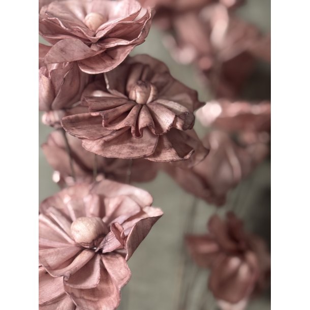 Shola Nayan flower 12 stk rosa