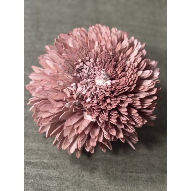 Shola Zinnia 20 cm rosa 4 stk