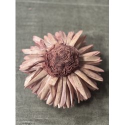 Shola Zinnia 20 cm rosa 4 stk