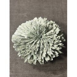 Shola Zinnia 20 cm Mud Green 4 stk