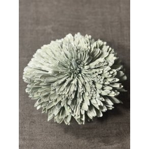 Shola Zinnia 20 cm Mud Green 4 stk