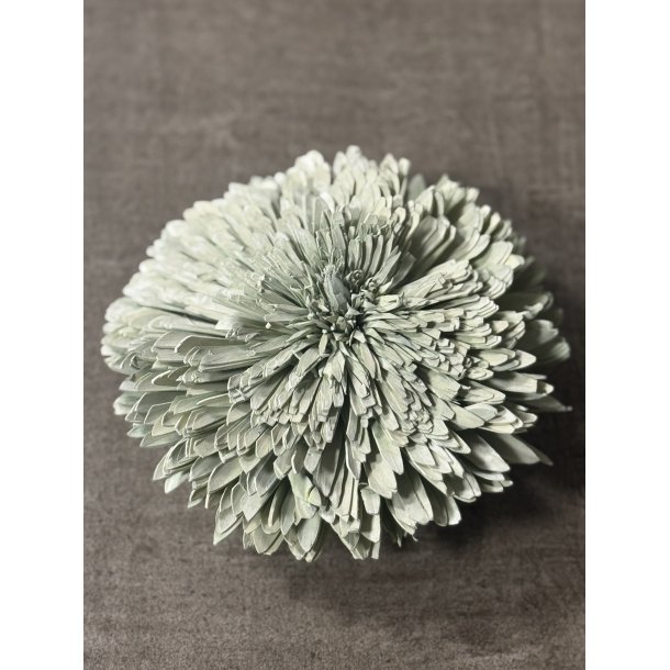 Shola Zinnia 20 cm Mud Green 4 stk