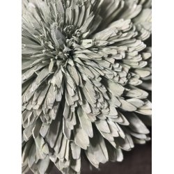Shola Zinnia 20 cm Mud Green 4 stk