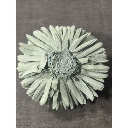 Shola Zinnia 20 cm Mud Green 4 stk