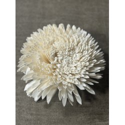 Shola Zinnia 20 cm hvid 4 stk