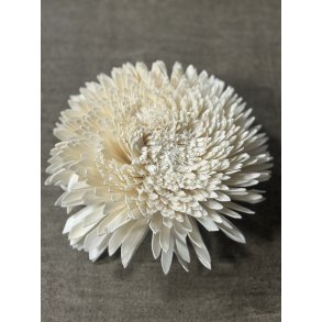 Shola Zinnia 20 cm hvid 4 stk