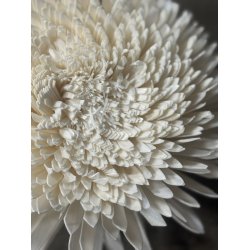 Shola Zinnia 20 cm hvid 4 stk