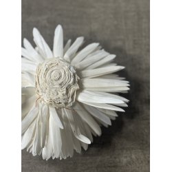 Shola Zinnia 20 cm hvid 4 stk