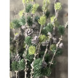 Sulten gran med kogler 98 cm