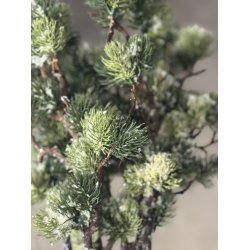 Sulten gran med kogler 98 cm