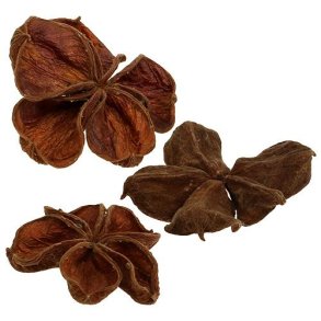 Land Lotus 50 stk.Natur (2,18)