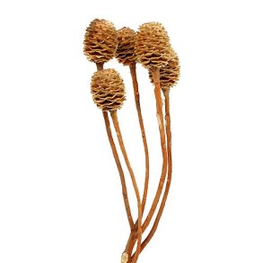 Sabulosim-zweige Hell 4-6 kopfe, 15 stk