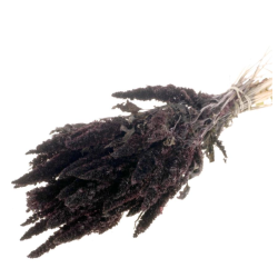 Amaranthus Lige Blåviolet