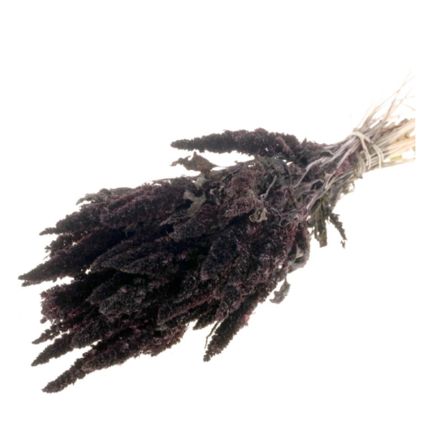 Amaranthus Lige Blviolet