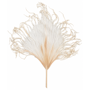 Ana Palme blad 