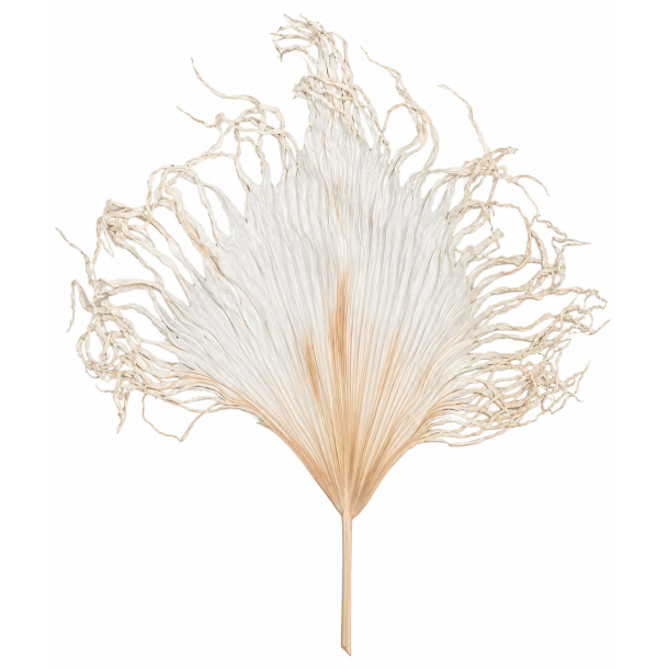 Ana Palme blad 