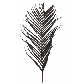 Areka Blad aubergine 120 cm