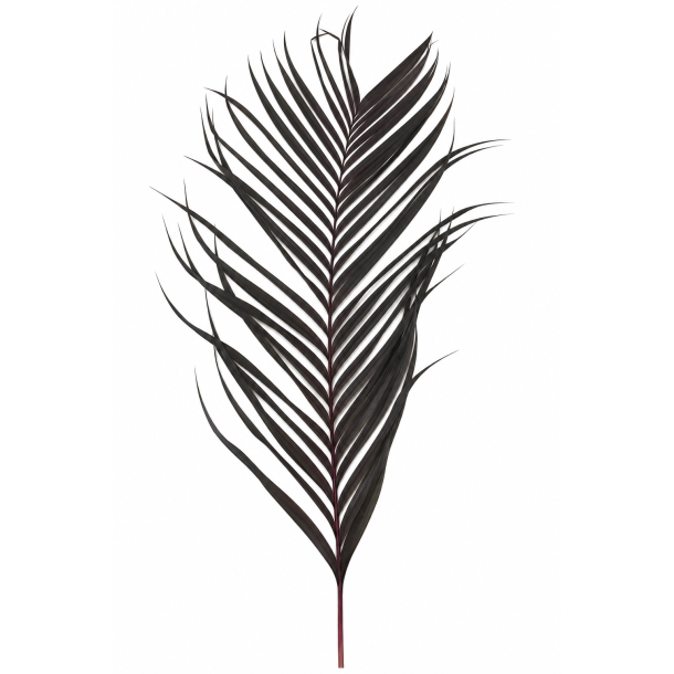 Areka Blad aubergine 120 cm