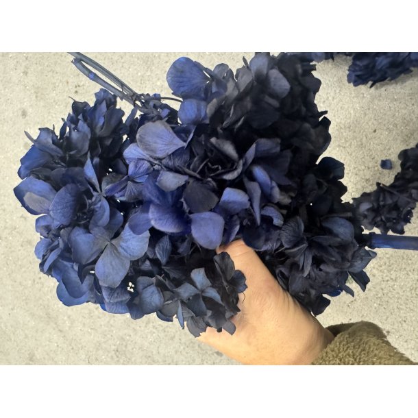 Hortensia midnatsbl