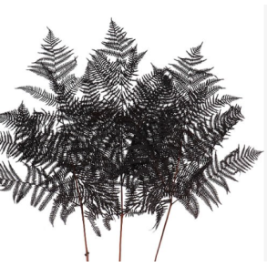 Brachen Farn Sort, 10 stk. 