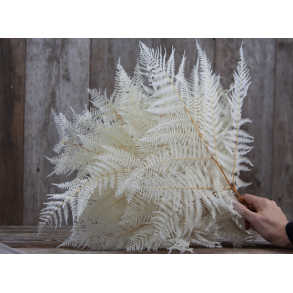 Bracken Farn Hvid 10 stk. 