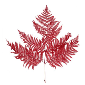 Brachen Farn, Orange, 10 stk.